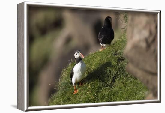 puffin, Fratercula arctica-olbor-Framed Photographic Print