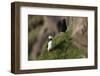 puffin, Fratercula arctica-olbor-Framed Photographic Print