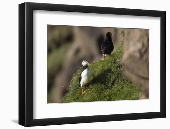 puffin, Fratercula arctica-olbor-Framed Photographic Print