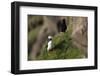 puffin, Fratercula arctica-olbor-Framed Photographic Print