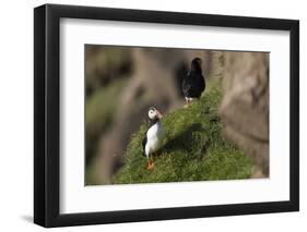 puffin, Fratercula arctica-olbor-Framed Photographic Print