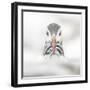 Puffin (Fratercula), Farne Islands, Northumberland, England-David Gibbon-Framed Photographic Print