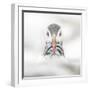 Puffin (Fratercula), Farne Islands, Northumberland, England-David Gibbon-Framed Photographic Print