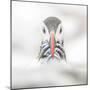 Puffin (Fratercula), Farne Islands, Northumberland, England-David Gibbon-Mounted Photographic Print