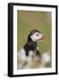 Puffin in Campion-null-Framed Photographic Print