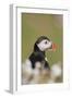 Puffin in Campion-null-Framed Photographic Print