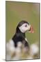 Puffin in Campion-null-Mounted Photographic Print