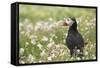 Puffin in Sea Campion, Wales, United Kingdom, Europe-Andrew Daview-Framed Stretched Canvas