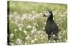 Puffin in Sea Campion, Wales, United Kingdom, Europe-Andrew Daview-Stretched Canvas