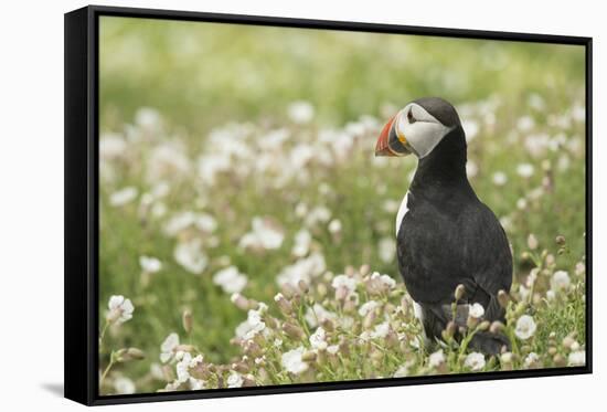 Puffin in Sea Campion, Wales, United Kingdom, Europe-Andrew Daview-Framed Stretched Canvas