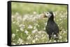 Puffin in Sea Campion, Wales, United Kingdom, Europe-Andrew Daview-Framed Stretched Canvas