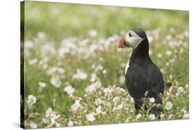 Puffin in Sea Campion, Wales, United Kingdom, Europe-Andrew Daview-Stretched Canvas