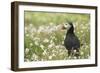 Puffin in Sea Campion, Wales, United Kingdom, Europe-Andrew Daview-Framed Photographic Print