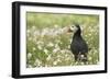 Puffin in Sea Campion, Wales, United Kingdom, Europe-Andrew Daview-Framed Photographic Print