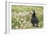 Puffin in Sea Campion, Wales, United Kingdom, Europe-Andrew Daview-Framed Photographic Print