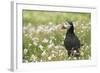 Puffin in Sea Campion, Wales, United Kingdom, Europe-Andrew Daview-Framed Photographic Print