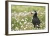 Puffin in Sea Campion, Wales, United Kingdom, Europe-Andrew Daview-Framed Photographic Print