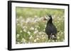 Puffin in Sea Campion, Wales, United Kingdom, Europe-Andrew Daview-Framed Photographic Print