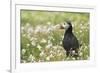 Puffin in Sea Campion, Wales, United Kingdom, Europe-Andrew Daview-Framed Photographic Print