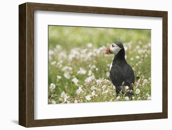 Puffin in Sea Campion, Wales, United Kingdom, Europe-Andrew Daview-Framed Photographic Print