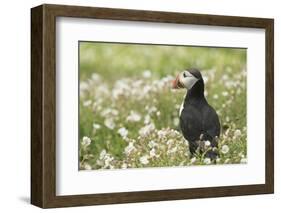 Puffin in Sea Campion, Wales, United Kingdom, Europe-Andrew Daview-Framed Photographic Print