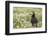 Puffin in Sea Campion, Wales, United Kingdom, Europe-Andrew Daview-Framed Photographic Print