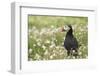 Puffin in Sea Campion, Wales, United Kingdom, Europe-Andrew Daview-Framed Photographic Print