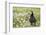 Puffin in Sea Campion, Wales, United Kingdom, Europe-Andrew Daview-Framed Photographic Print