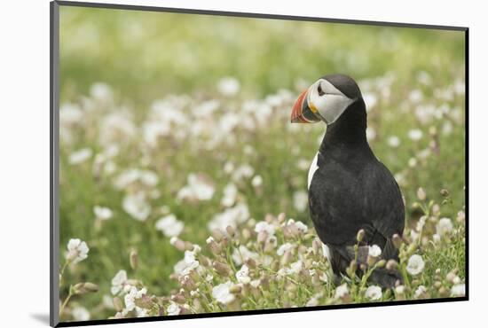 Puffin in Sea Campion, Wales, United Kingdom, Europe-Andrew Daview-Mounted Photographic Print