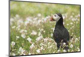 Puffin in Sea Campion, Wales, United Kingdom, Europe-Andrew Daview-Mounted Photographic Print
