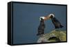 Puffin, Katmai National Park, Alaska-Paul Souders-Framed Stretched Canvas