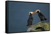 Puffin, Katmai National Park, Alaska-Paul Souders-Framed Stretched Canvas