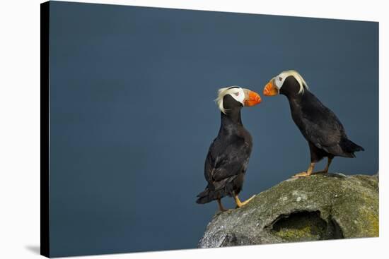 Puffin, Katmai National Park, Alaska-Paul Souders-Stretched Canvas