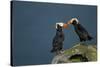 Puffin, Katmai National Park, Alaska-Paul Souders-Stretched Canvas