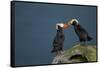 Puffin, Katmai National Park, Alaska-Paul Souders-Framed Stretched Canvas