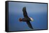 Puffin, Katmai National Park, Alaska-Paul Souders-Framed Stretched Canvas