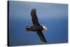 Puffin, Katmai National Park, Alaska-Paul Souders-Stretched Canvas