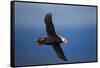 Puffin, Katmai National Park, Alaska-Paul Souders-Framed Stretched Canvas