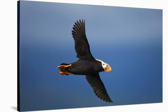 Puffin, Katmai National Park, Alaska-Paul Souders-Stretched Canvas