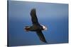 Puffin, Katmai National Park, Alaska-Paul Souders-Stretched Canvas