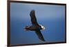 Puffin, Katmai National Park, Alaska-Paul Souders-Framed Photographic Print