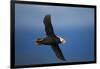 Puffin, Katmai National Park, Alaska-Paul Souders-Framed Photographic Print