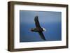 Puffin, Katmai National Park, Alaska-Paul Souders-Framed Photographic Print