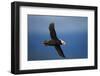 Puffin, Katmai National Park, Alaska-Paul Souders-Framed Photographic Print