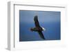 Puffin, Katmai National Park, Alaska-Paul Souders-Framed Photographic Print