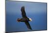 Puffin, Katmai National Park, Alaska-Paul Souders-Mounted Photographic Print