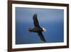 Puffin, Katmai National Park, Alaska-Paul Souders-Framed Photographic Print