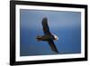 Puffin, Katmai National Park, Alaska-Paul Souders-Framed Photographic Print