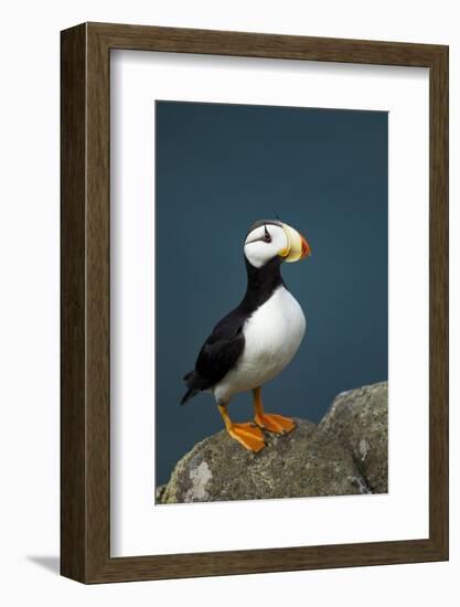 Puffin, Katmai National Park, Alaska-Paul Souders-Framed Photographic Print