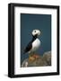 Puffin, Katmai National Park, Alaska-Paul Souders-Framed Photographic Print